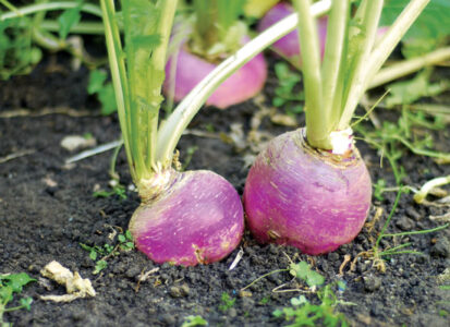 Spring Companions: Turnips and Peas Image